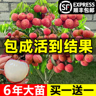 荔枝树苖嫁接果树无核桂味妃子笑特大号南北方庭院盆栽四季水果苗-阿里巴巴