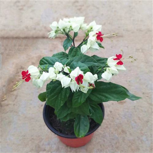 ���������Ի����������黨�҃����̨��Ԯ�^��ֲ���������܎�����