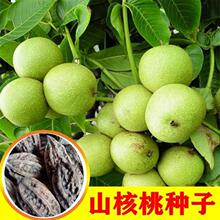 ɽ���ҷN�� ��Ƥ��Ƥ���ҷN�� ���� Ǽ�ҷN�� �Nֲ������Ҙ�N��