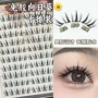 定制自然仿真公主太阳花