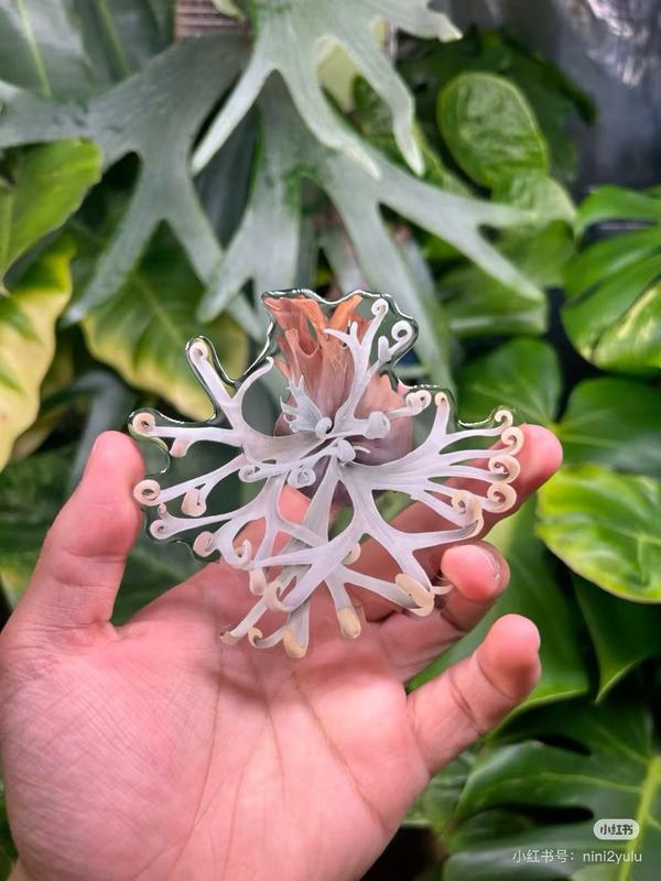 植物の魔法】熱帯の珍しい植物のアイデアの緑の植物の冷蔵庫は緑の植物の装飾の植物のシリーズの冷蔵庫を貼って貼ります。|undefined
