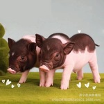 广西巴马香猪活体多少钱一只 宠物迷你小香猪活体批发价格 宠物猪