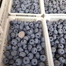 蓝莓新鲜丹东蓝莓鲜果蓝莓当季水果非云南怡颗莓山地蓝莓宝宝辅食