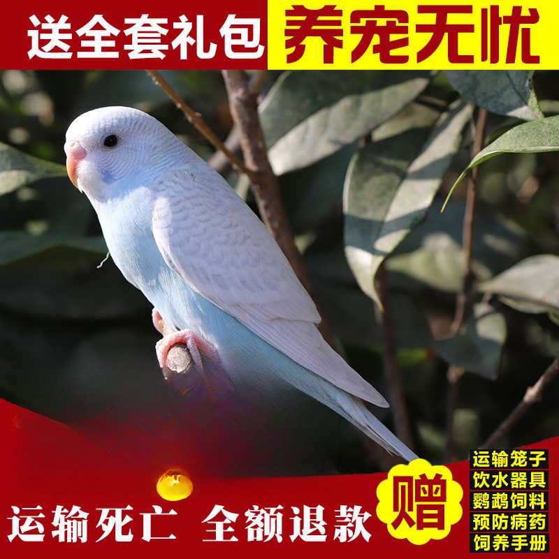 백호 가죽(가오설화)이 시작 방법을 가르쳐 줄 수 있습니다.