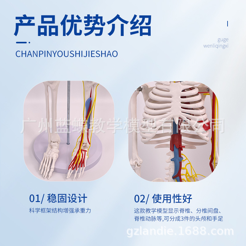 85CM�����������������Ѫ�ܹǼ�ģ��ȫ���Ǽ�����ģ�ͳ���С����