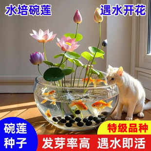 ��ɏ�N�߲������ɫˮ�໨��ˮ�B�ļ�ɏ���ɻ��Nɏź�Gֲˮ��ɏ��