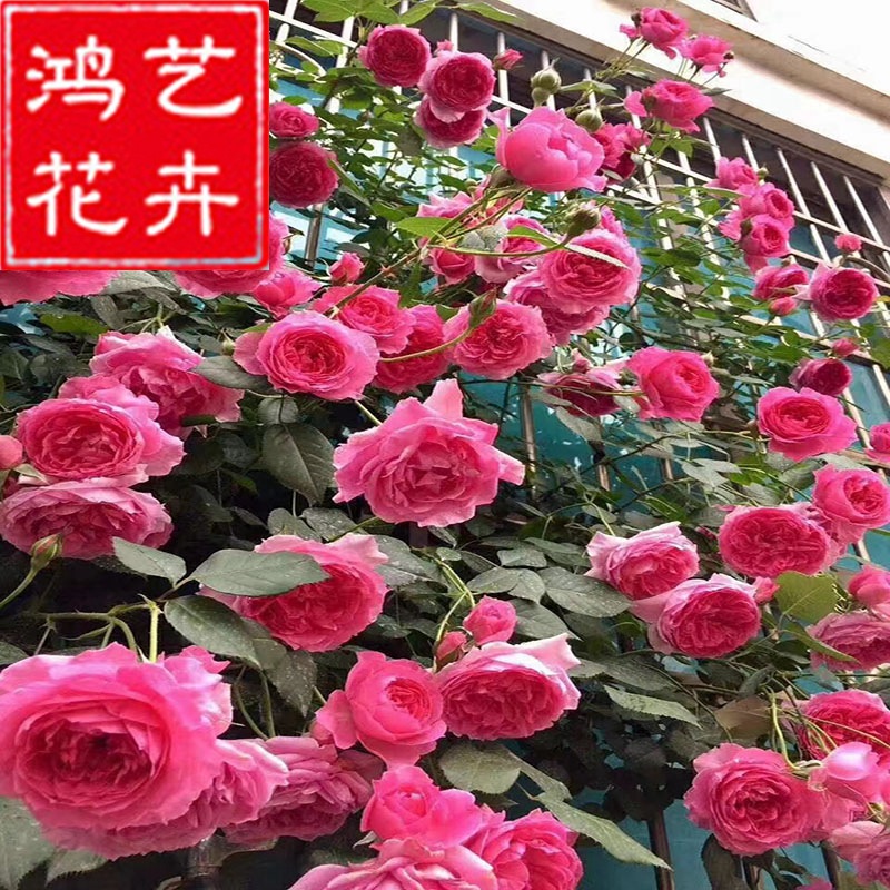 藤本月季花苗樱霞 欧月月季 爬藤月季大苗植物 大花月季盆苗批发