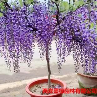 ���ٻ� ���ٻ��̨��������Ԯֲ��G���ٱ����ٻ������٘���ͥԺ