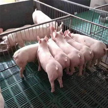 杜洛克杂交种猪活体长白母猪二元三元育肥猪苗