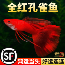 全红孔雀鱼活鱼热带观赏鱼纯种大巴凤鱼小型淡水养耐活鱼苗