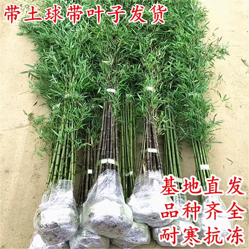 Бамбуковые саженцы дворовые растения в горшках