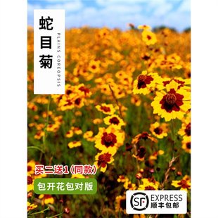 Cold-Resistant Seeds Kunlun Snow Chrysanthemum Tianshan Snow Chrysanthemum Seeds Potted Courtyard Balcony Flowers Four-Season Flower Bed