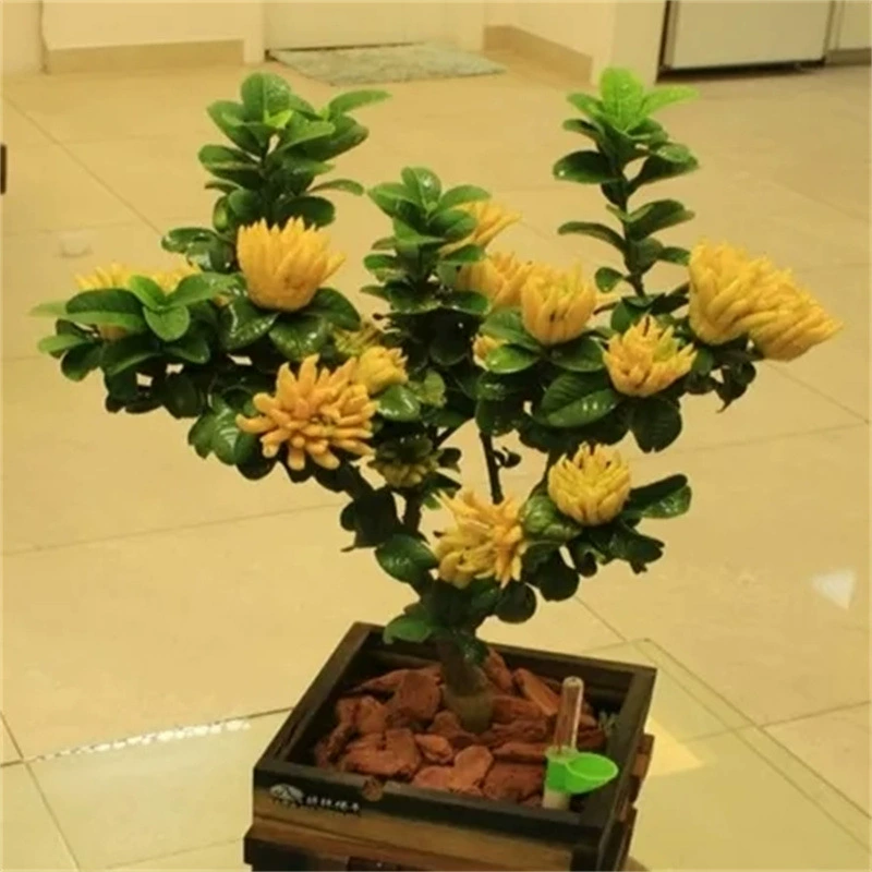 Цзиньхуа Бергамот Горшечное растение с цветком/Рассада бергамота с фруктами/Бергамот в горшке Золотой бергамот Сеянка вечнозеленый бонсай