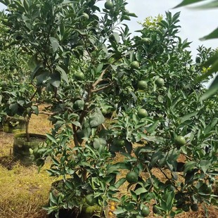 �^�p���Ә� С�^�������@���� ˽��ͥԺ ��ͥ�@ˇ�Nֲ��