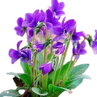 Flores perennes perennes al por mayor, flores moradas, semillas en cubitos, plantas de cobertura del suelo, balcones resistentes al frío, comestibles ornamentales verdes