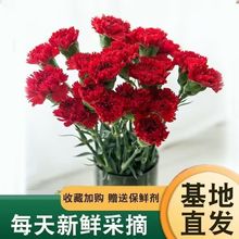 康乃馨鲜花花束云南鲜花基地直发鲜切花水培插花送妈妈生日礼物