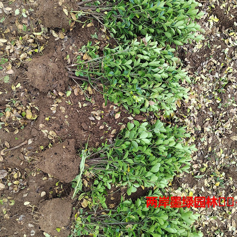 厂家供应大叶黄杨小苗_主图02