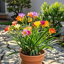 ��ѩ�m�N���̨ͥԺ����С�n�m�N��༾�_���m���N�������m���N��