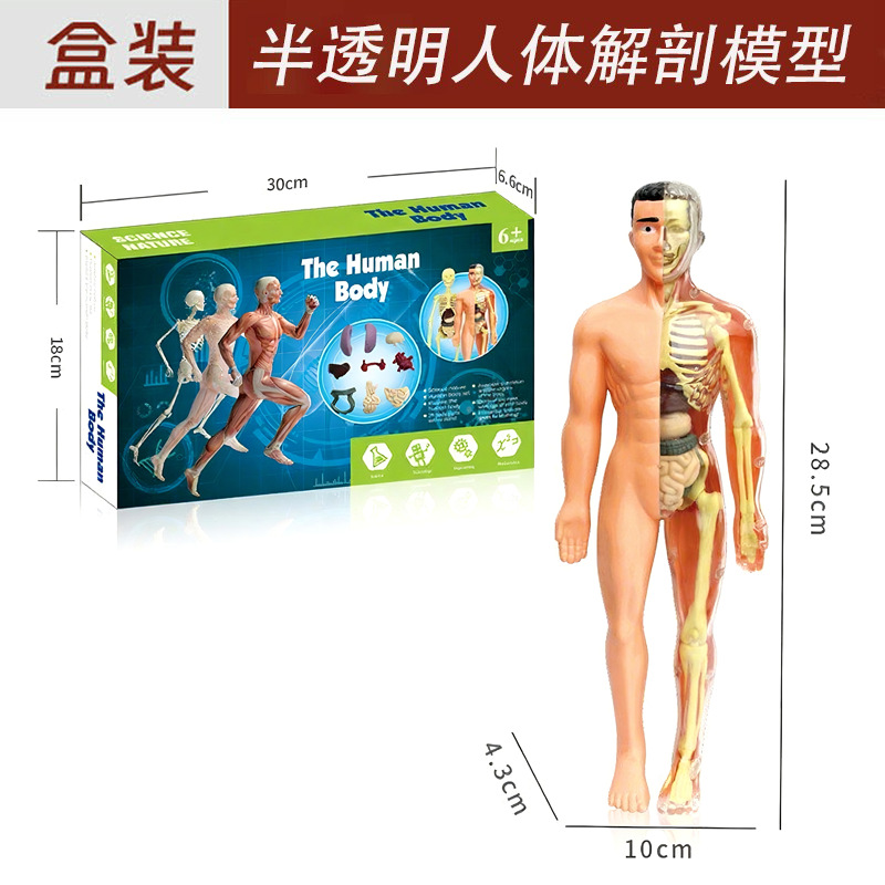 Modelo de estructura del cuerpo humano, ensamblaje de órganos para educación STEM, ciencia cognitiva infantil, estructura esquelética, ensamblaje educativo STEM