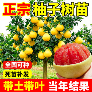 ���Ә����ϱ����ļ��Nֲ����Y���޽ӹ���t��Ƥ���ֵ���ͥԺ�ͺ�