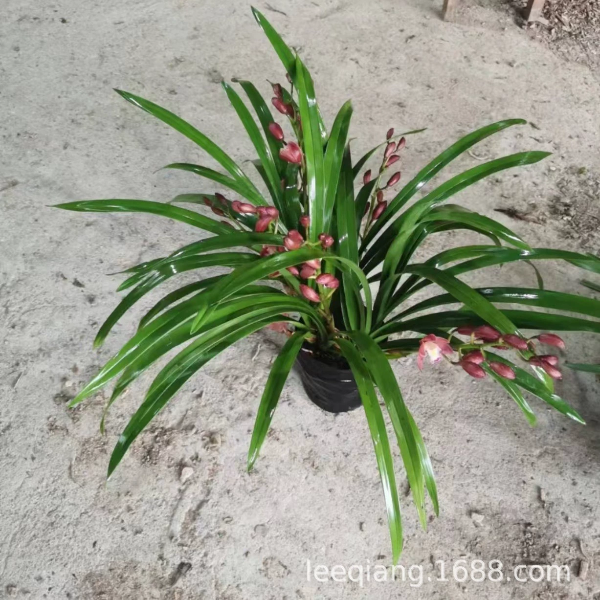 Орхидея рубиновая с бутонами, высококачественные и элегантные крупноквашечные саженцы Хуанлан для декоративных целей, ароматные, прямые продажи Хуанлан, трансграничные горячие продажи