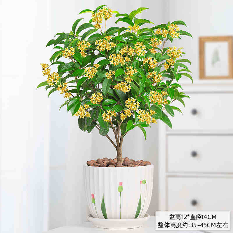 Саженцы Four Seasons Gui 3 года + фарфоровый горшок для тюльпанов + удобрение