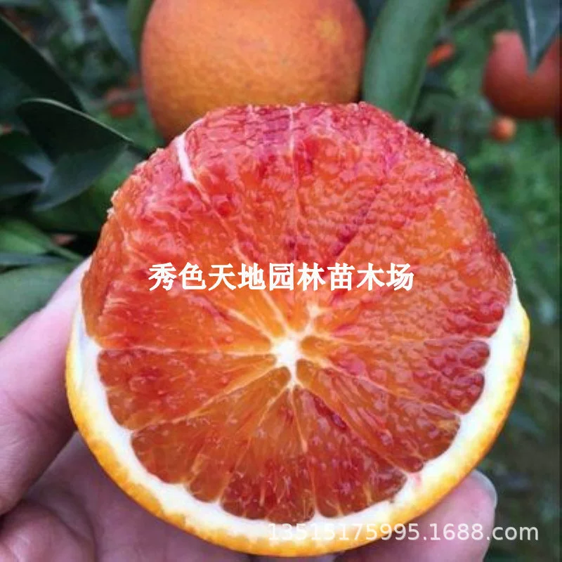 Привитые оранжевые саженцы Посадка саженцев Цзянси Ганьнан Оранжевые саженцы на юге и севере
