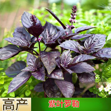 ���_�շN�ӾŌ����N��ԭ�b�ļ��߲˷N�Ӵ�ȫ�˷N�ӻ��N�����l���l