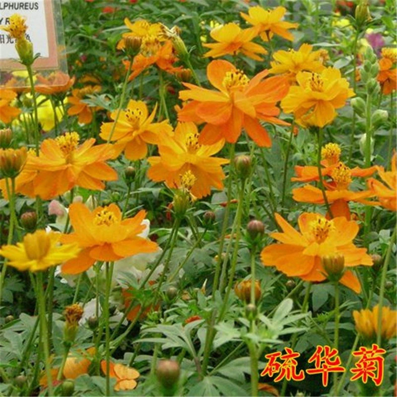 Четыре сезона легко жить Семена цветов Сера Семена хризантемы Четыре сезона цветущие Открытый Хуан Цю Ин Семена цветов Сад Горшок