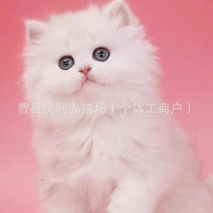 ����؈���w�Lë�������̻���������Ɓ������y�u�Ӱ��_؈���w