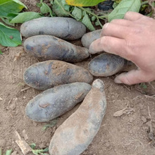 ��ϸ�ԭ��ɫ�������r�F�ڬF�l�����������R��������������l���]