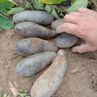 ��ϸ�ԭ��ɫ�������r�F�ڬF�l�����������R��������������l���]