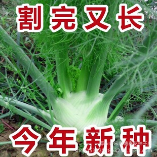 �������·N�����o����N�ӽY����������̨�ļ���ʳ�û���˷N