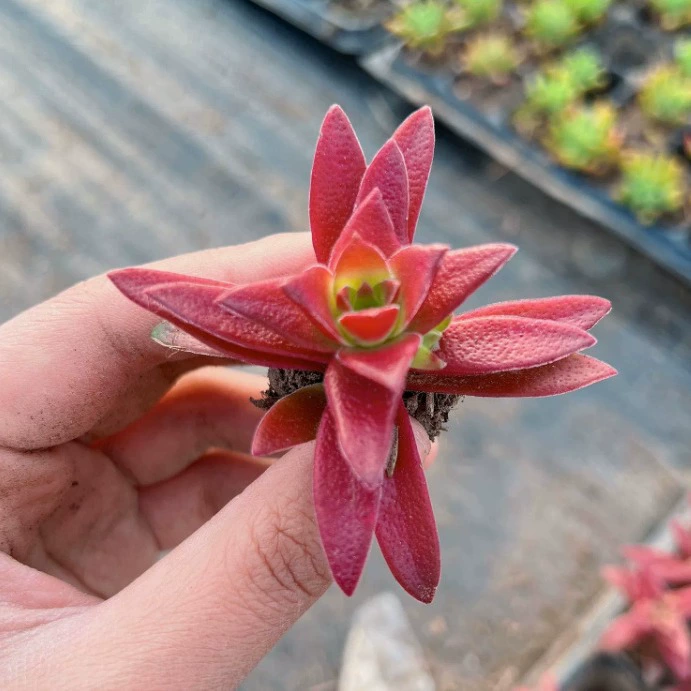 Жертва Красного листа оптом 3-5 см суккулентное растение Настоящий выстрел