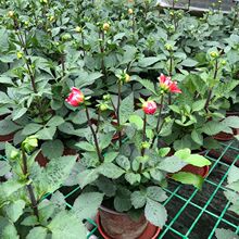 大丽花 大理花 天竺牡丹 东洋菊 大丽菊 细粉莲 地瓜花 园艺盆栽
