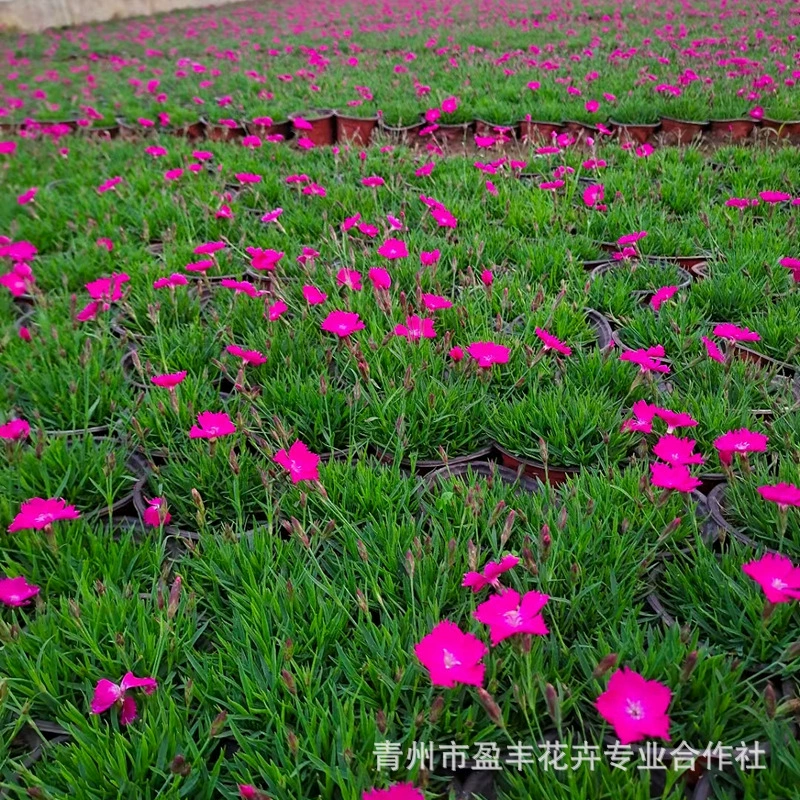 Европейские рассада чашек Stonecottage, устойчивые к подтаптыванию цветочные рассады серии газонов, длительный период цветения, морозостойкие многолетние цветы, оптовая база