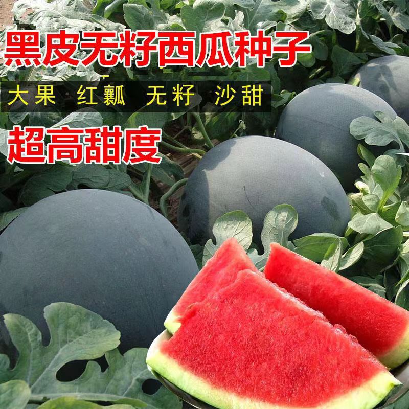 无籽西瓜种子大果黑皮西瓜种子薄皮无籽甜无籽黑冠王西瓜-阿里巴巴