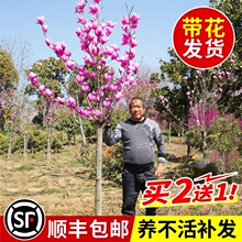 玉兰花树苗带花苞红白广紫玉兰盆栽庭院绿化开花植物室外四季花卉