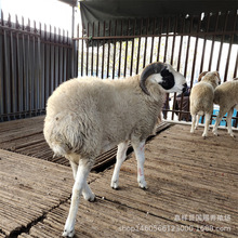 养殖 小尾寒羊 黑头杜泊羊 杜泊绵羊 肉羊 白头杜泊羊