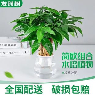 Money Tree Water Culture Hydroponic Potted Indoor Easy to Grow Green Plants Office Plants Desktop Small Bonsai Absorb Formaldehyde