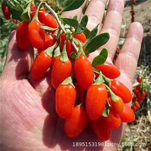 �t��轘��� �����Ϸ��Nֲ ����Y���̨ʳ�������辰����ͥԺ����