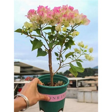 �ڻ�����÷�����Ϙ��ͺ�����ֲ���ذ��ļ��_������ͥԺ�^�����̨