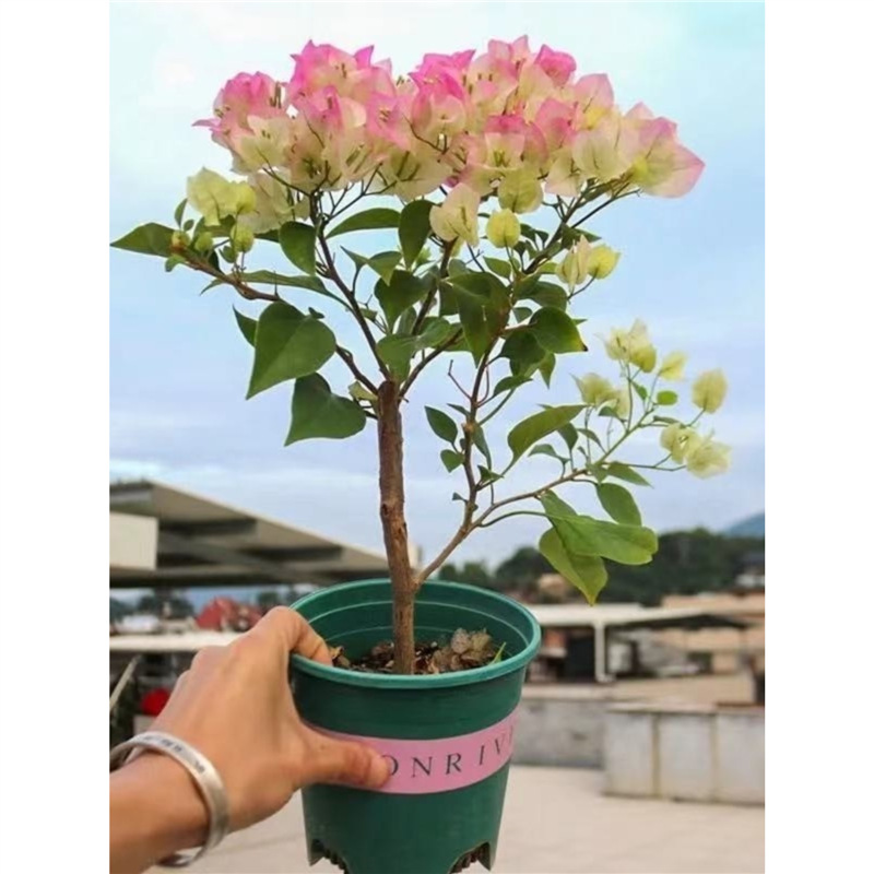 勤花三角梅树苗老桩耐寒爬藤植物重瓣四季开花盆栽庭院观花卉阳台