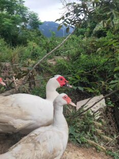 ����Ȫ�ݷ���ɽ��ɢ�B������ĸ���tĘ��������������ֻ���r�F���l