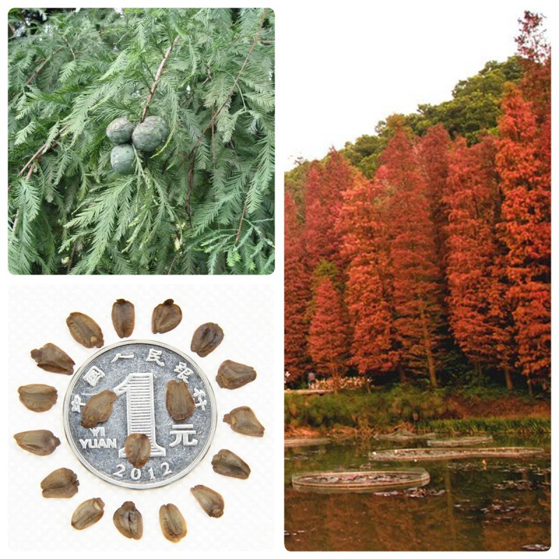 Семена лесного дерева Семена куннингхамии ланцеолата Cunninghamia glyptobroboides Быстро растущие семена куннингхамии ланцеолата Озеленение семян дерева