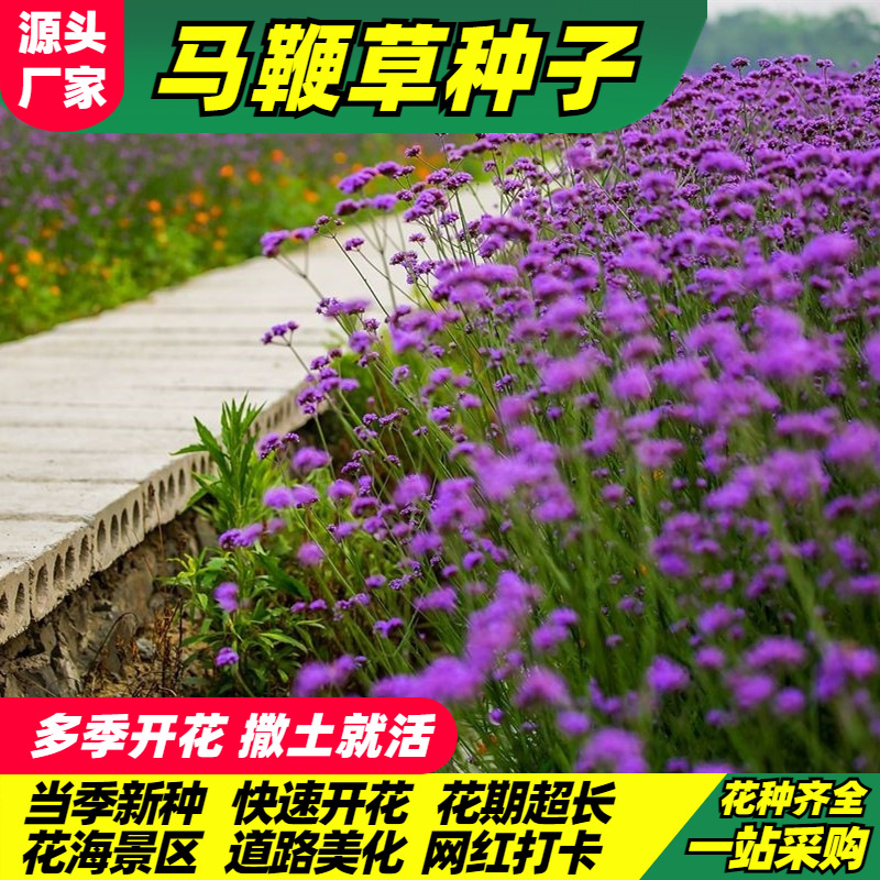 批发草花花卉种子马鞭草柳叶马鞭草花种春秋播多年生花海景观花籽