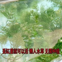 魚缸水草金魚藻狐尾藻懶人造景斗魚孔雀魚真增氧水質廠家批發跨境