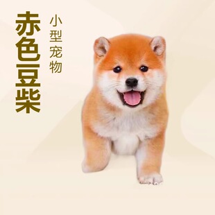 ���l��Ȯ��Ȯ���w�ձ���Ȯ����С��Ȯ��Ȯ��ɫ������Ȯ���ﹷ���w