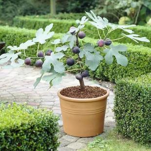 �Nֲ���t�𰫻���ń����ش��������o������ͥԺ�̨���԰�����