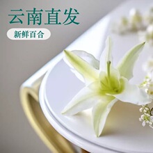 香水百合鲜花批发云南基地直发百合花婚庆花材酒店大堂桌花新包邮